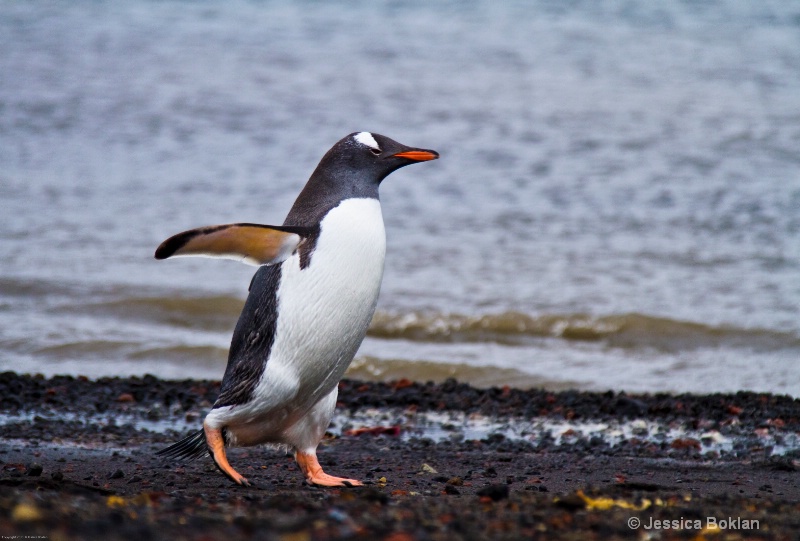 Gentoo Penguin - ID: 12793775 © Jessica Boklan