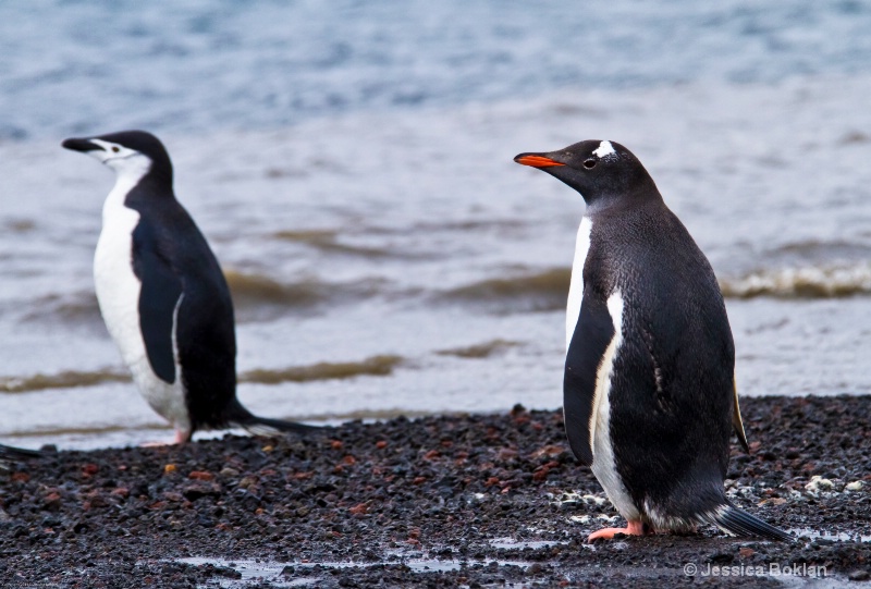 Gentoo and Chinstrap Penguins - ID: 12793776 © Jessica Boklan
