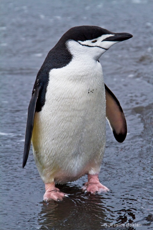 Chinstrap Penguin - ID: 12793782 © Jessica Boklan