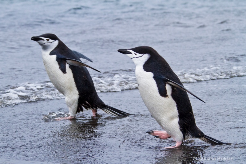 Chinstrap Penguins - ID: 12793784 © Jessica Boklan