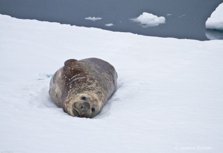 Elephant Seal