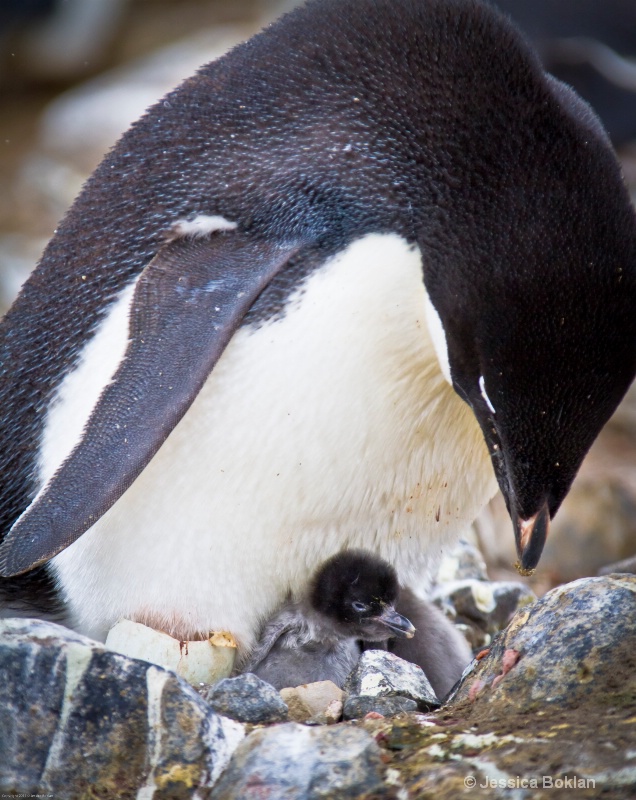 Adélie Penguin with Newly Hatched Chick - ID: 12793800 © Jessica Boklan