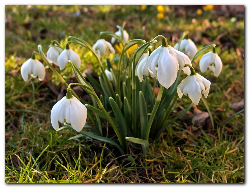 Spring flowers