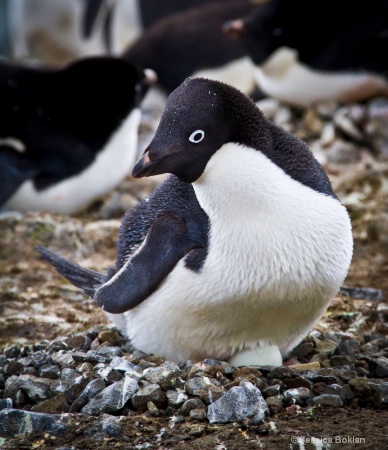 Adélie Penguin on Egg