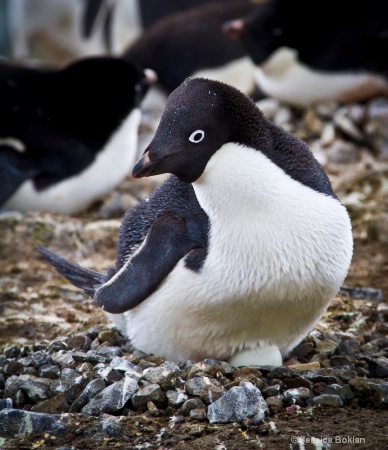 Adélie Penguin on Egg