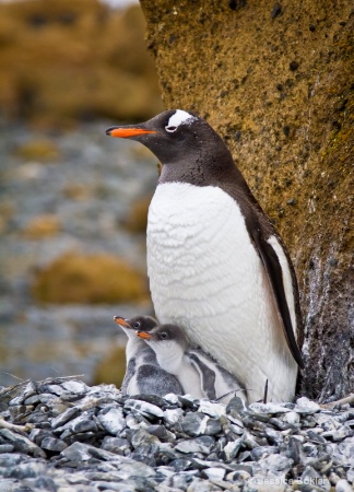 Gentoo Penguin with Chicks