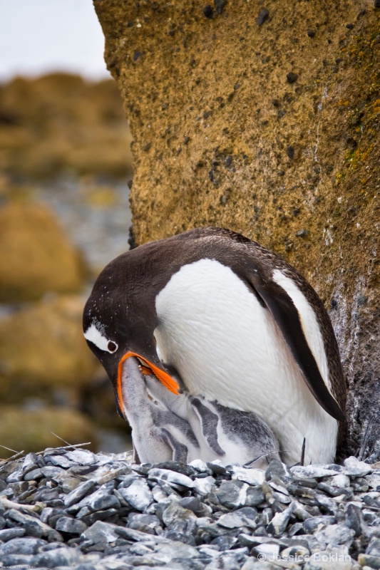 Gentoo Penguin Feeding Chicks - ID: 12793818 © Jessica Boklan