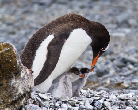 Gentoo Penguin with Chicks