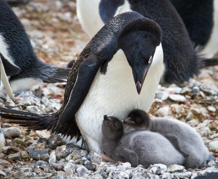 Adélie Penguin with Chicks