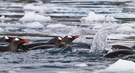 Gentoo Penguins Swimming