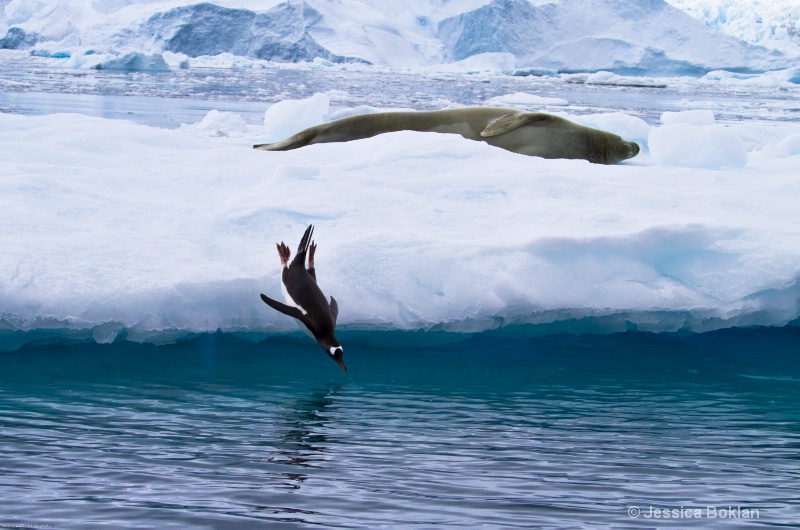 Gentoo Penguin Diving and Crabeater Seal - ID: 12793836 © Jessica Boklan
