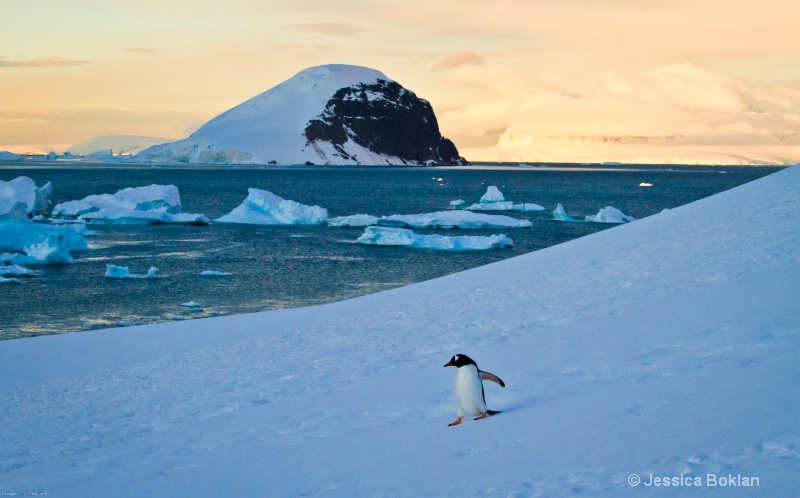 Gentoo Penguin Sliding - ID: 12793847 © Jessica Boklan