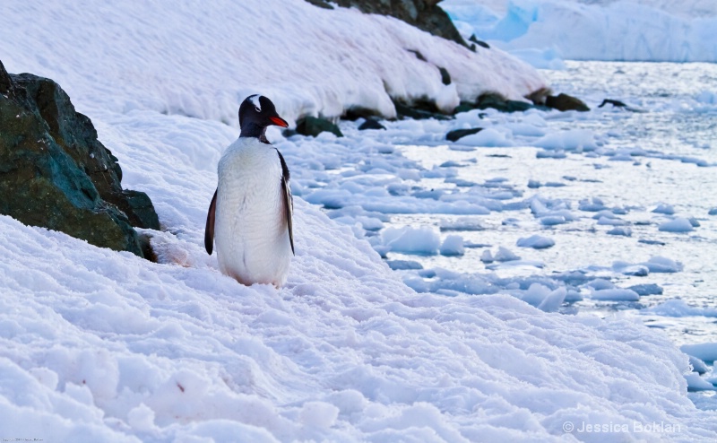 Gentoo Penguin - ID: 12793849 © Jessica Boklan