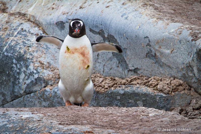 Gentoo Penguin with Pebble - ID: 12793853 © Jessica Boklan