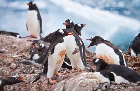 Gentoo Penguin Dropping Stolen Pebble