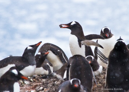 Gentoo Penguin with Stolen Pebble