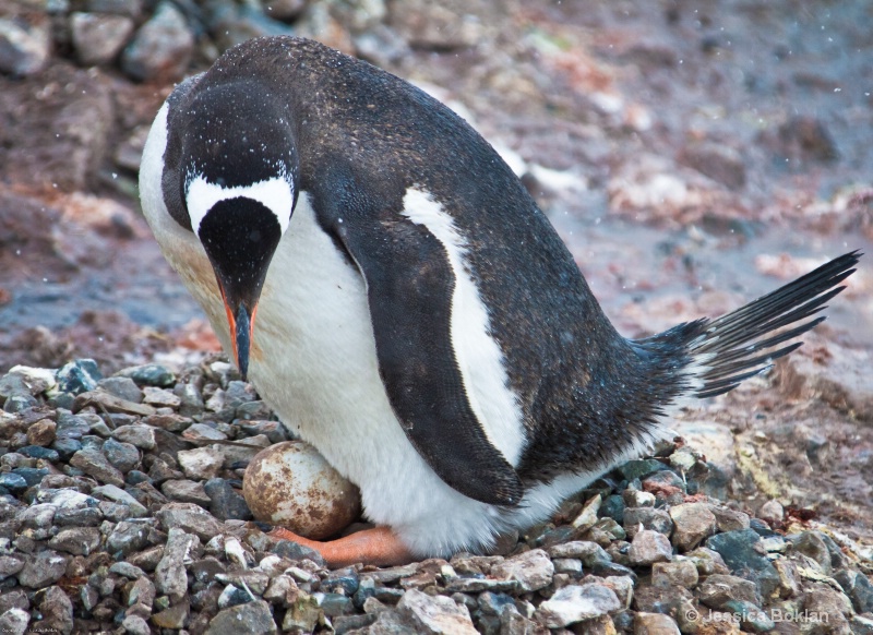 Gentoo Penguin with Egg