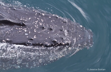 Humpback Whale with Barnacles