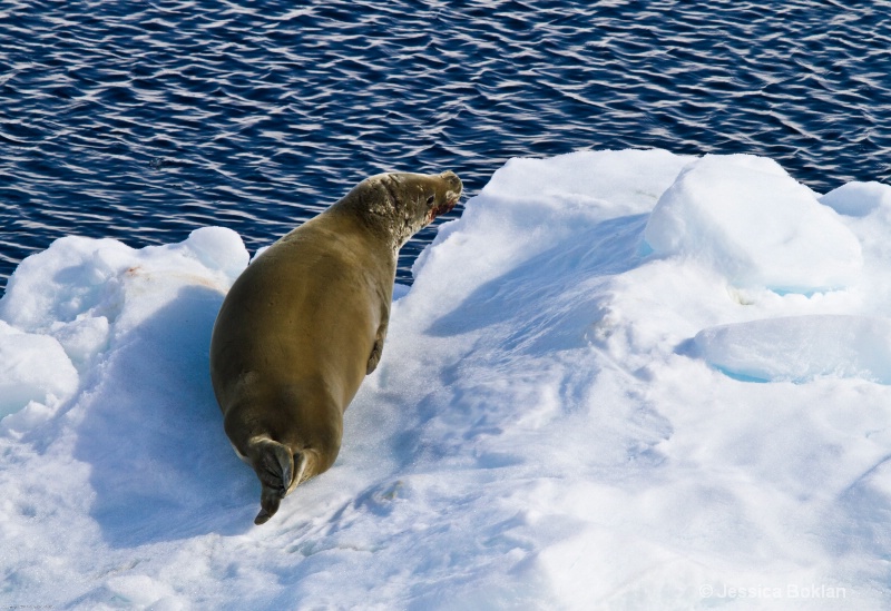 Crabeater Seal with Krill-Stained Mouth