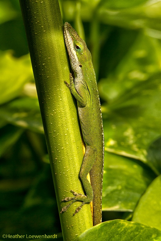 Camouflaged in Green