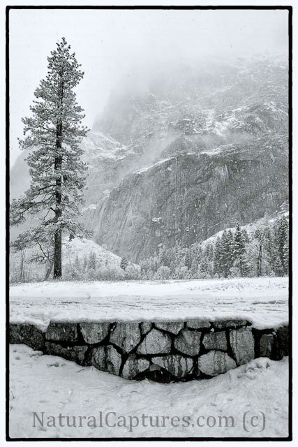 Lone Pine in Yosemite Storm 
