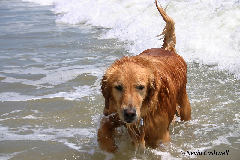 Beach Dog #1