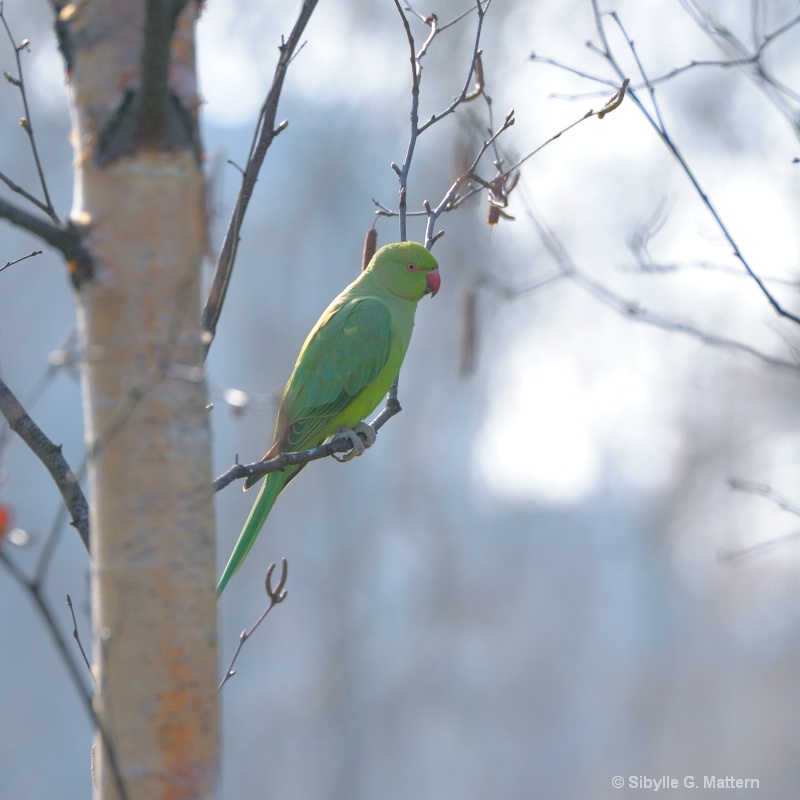 Parakeet in Hyde Park, London - ID: 12794599 © Sibylle G. Mattern