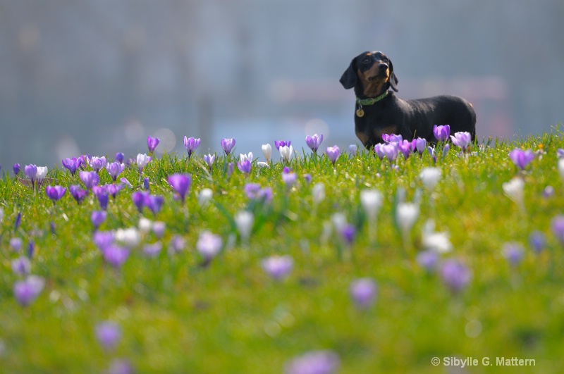 Spring is in the air - ID: 12794600 © Sibylle G. Mattern