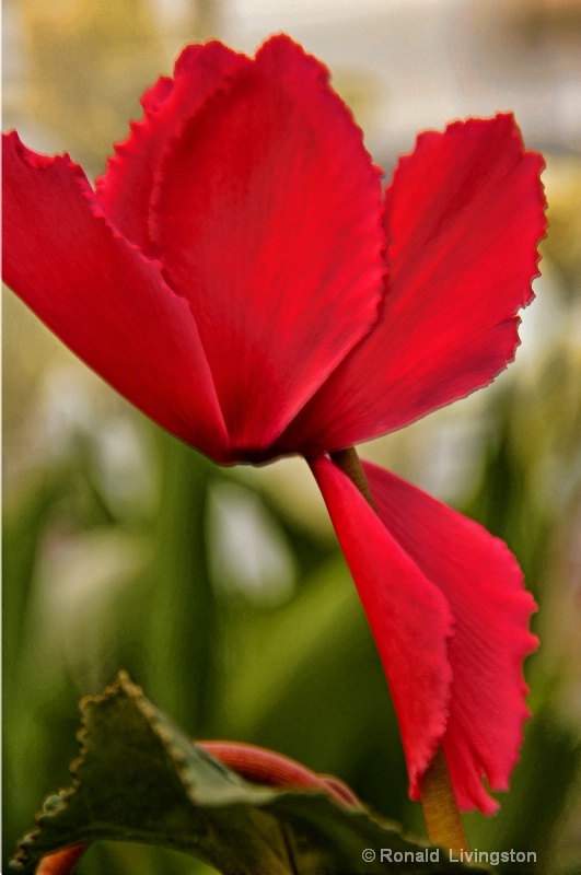 Cyclamen