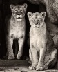 Lioness Pair