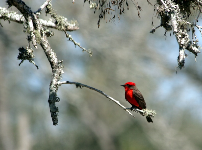 Red Bird