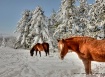 Enjoying the Snow...