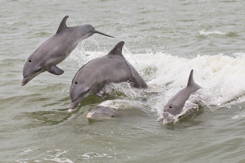 Dolphin Play