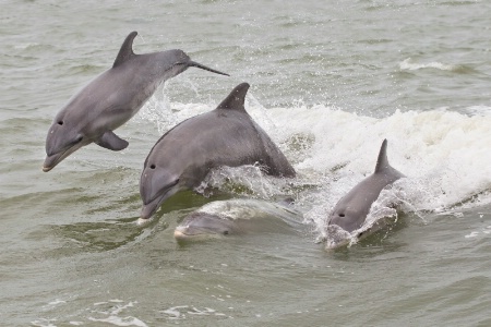 Dolphin Play