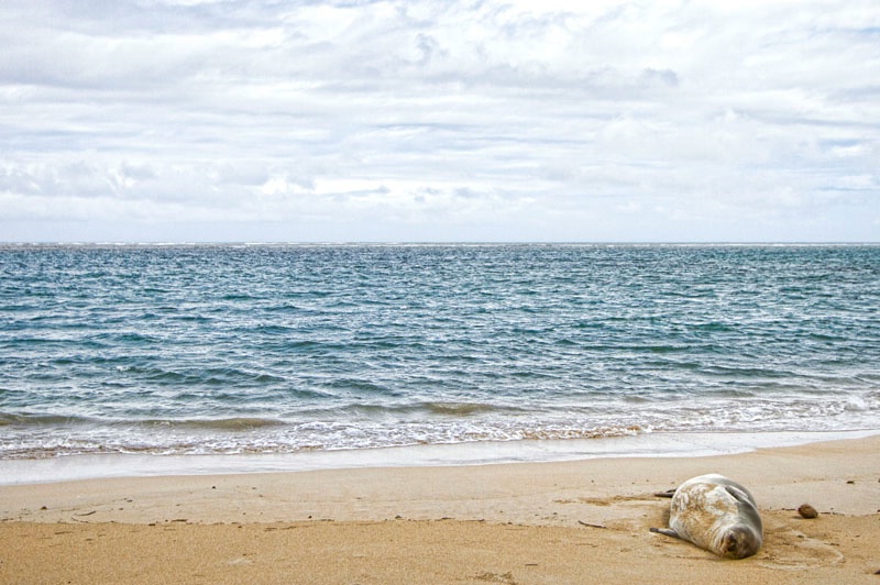 Hawaiian Monk Seal