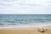 Hawaiian Monk Sea...