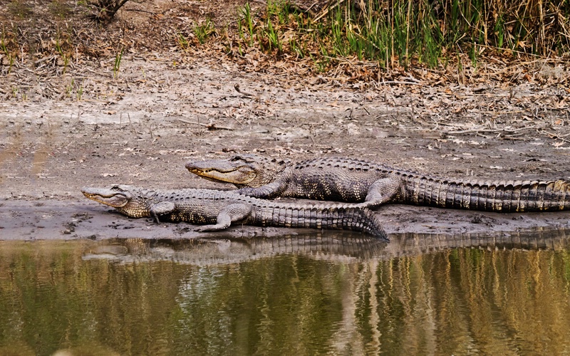 Gator Time, Donnelley WMA, Colleton Co. - ID: 12797805 © george w. sharpton