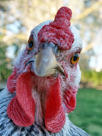 Curious Hen