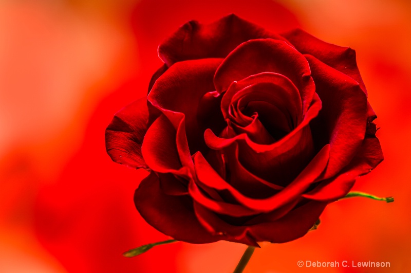 Red Rose - ID: 12797967 © Deborah C. Lewinson