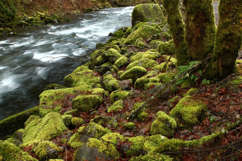 Mossy Oasis
