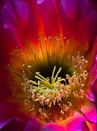 "Argentine Cactus Flower"