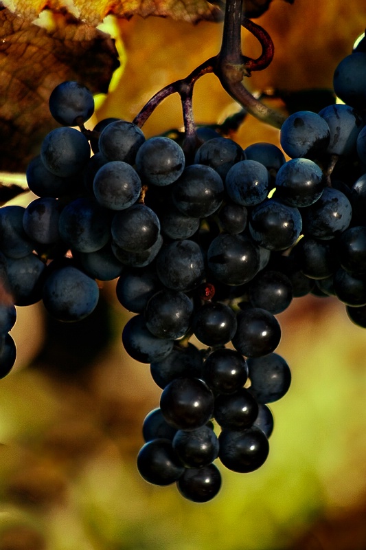 Concord Grapes