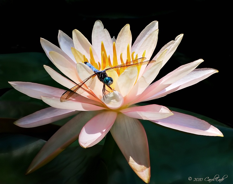 Lily and Dragon - ID: 12799096 © Carol Eade