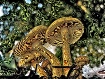 Magic Mushrooms