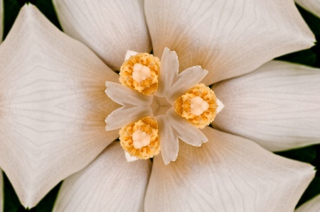 Meadowlark White Hibiscus -- Kaleidoscope