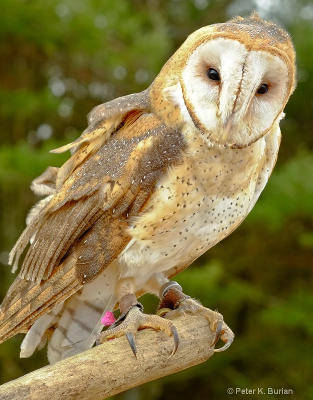 Barn Owl