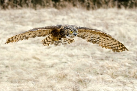 Owl in Flight