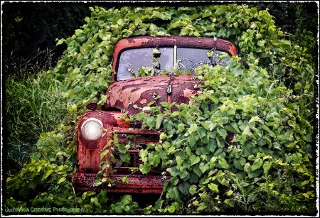 Green with Ivy