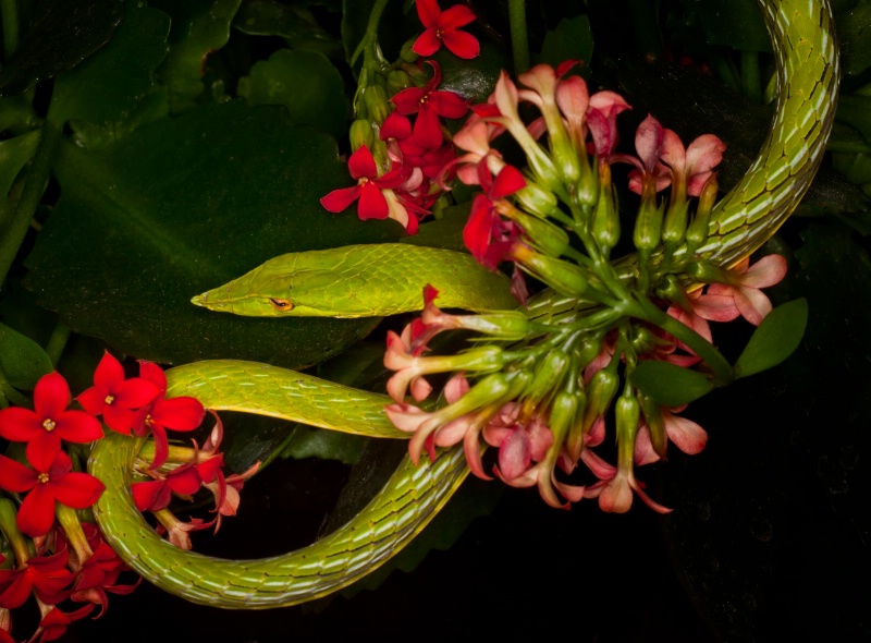 Green Asian vine snake - ID: 12800169 © Gloria Matyszyk