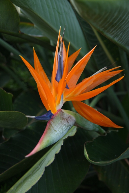 Bird of Paradise